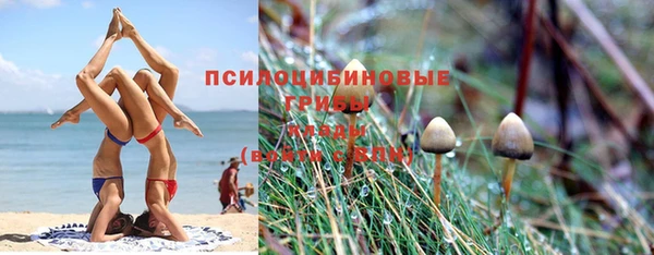 гидра Тында
